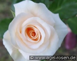 Heidemarie von Rathenow kaufen, click for more details Heidemarie von Rathenow