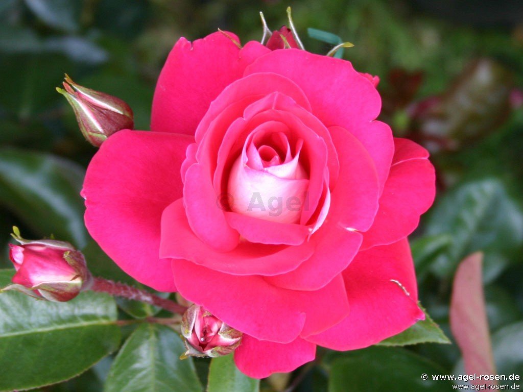 Buy Heimatmelodie ® Floribunda Rose Agel Rosen