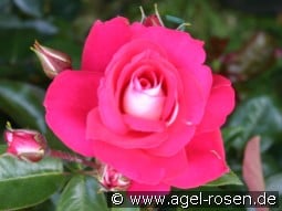 Heimatmelodie kaufen, click for more details Heimatmelodie