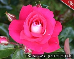 Heimatmelodie kaufen, click for more details Heimatmelodie