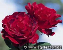 Heinz Winkler kaufen, click for more details Heinz Winkler