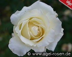 Helga kaufen, click for more details Helga