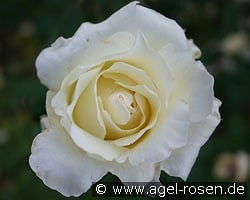 Helga kaufen, click for more details Helga