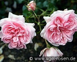 Home & Garden kaufen, click for more details Home & Garden