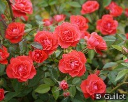 Honneur et Agriculture kaufen, click for more details Honneur et Agriculture