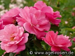 I am strong and beautiful kaufen, click for more details I am strong and beautiful