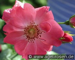 IGA Erfurt kaufen, click for more details IGA Erfurt