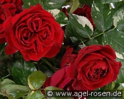 Ile Rouge kaufen, click for more details Ile Rouge