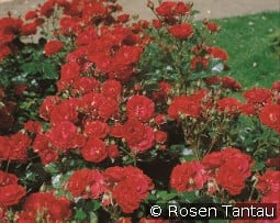 Ingrid Weibull kaufen, click for more details Ingrid Weibull