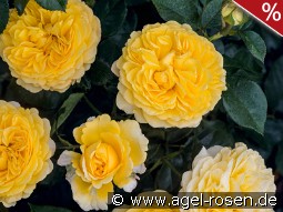 Inka kaufen, click for more details Inka