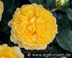 Inka kaufen, click for more details Inka