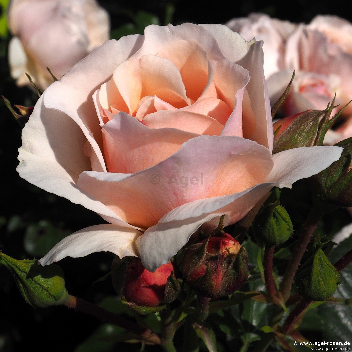 Buy Jardin Des Tuileries ® Floribunda Rose Agel Rosen