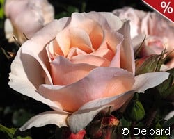 Jardin des Tuileries kaufen, click for more details Jardin des Tuileries