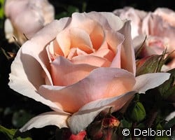 Jardin des Tuileries kaufen, click for more details Jardin des Tuileries