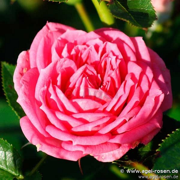 Buy Jasmina Flower Circus ® – Floribunda Rose – AGEL ROSEN