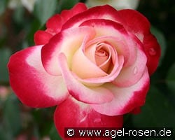 Jubilé du Prince de Monaco kaufen, click for more details Jubilé du Prince de Monaco