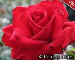 Jugendliebe kaufen, click for more details Jugendliebe
