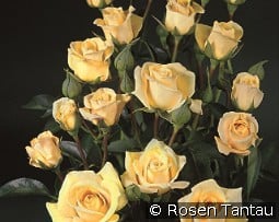 Juwena kaufen, click for more details Juwena