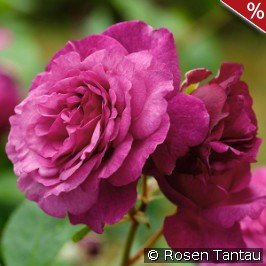 Kaffe Fasset Rose