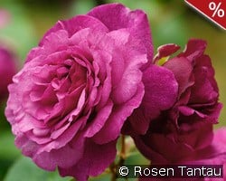 Kaffe Fasset Rose kaufen, click for more details Kaffe Fasset Rose