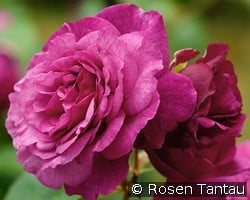 Kaffe Fasset Rose kaufen, click for more details Kaffe Fasset Rose