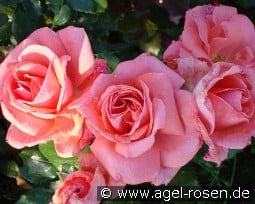 Kalinka syn Pink Wonder kaufen, click for more details Kalinka syn Pink Wonder