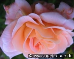 Kalmar - Castle Rose kaufen, click for more details Kalmar - Castle Rose