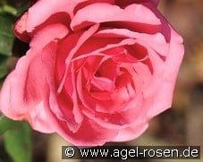 Koralle kaufen, click for more details Koralle