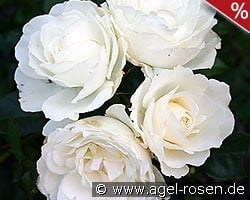 Kristall kaufen, click for more details Kristall