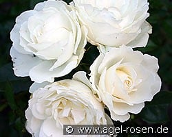 Kristall kaufen, click for more details Kristall