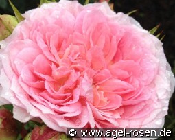 Kurfürstin Sophie kaufen, click for more details Kurfürstin Sophie