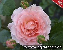 L' Aimant kaufen, click for more details L' Aimant