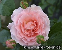 L' Aimant kaufen, click for more details L' Aimant