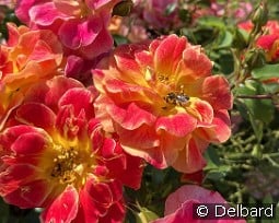 La Bourbonnaise kaufen, click for more details La Bourbonnaise