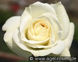 La Paloma kaufen, click for more details La Paloma