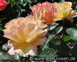 La Parisienne kaufen, click for more details La Parisienne