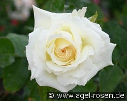 La Royale de Mulhouse kaufen, click for more details La Royale de Mulhouse