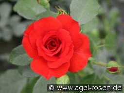 La Sevillana kaufen, click for more details La Sevillana