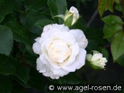 Lady Romantica kaufen, click for more details Lady Romantica