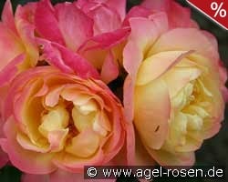 Lampion kaufen, click for more details Lampion