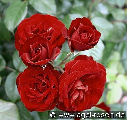 Lavaglut kaufen, click for more details Lavaglut