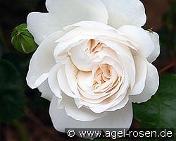 Ledreborg kaufen, click for more details Ledreborg