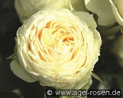 Lemon Rokoko kaufen, click for more details Lemon Rokoko