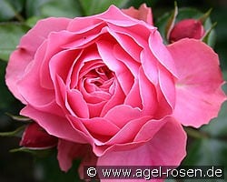 Leonardo da Vinci kaufen, click for more details Leonardo da Vinci