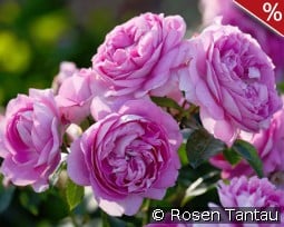 Lilac Topaz kaufen, click for more details Lilac Topaz