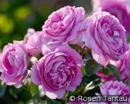 Lilac Topaz kaufen, click for more details Lilac Topaz