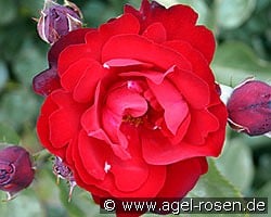 Lilli Marleen kaufen, click for more details Lilli Marleen