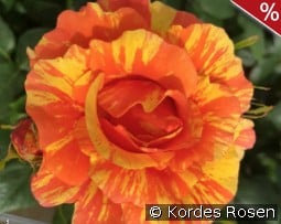 Lollipop kaufen, click for more details Lollipop