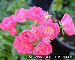 Lovely Fairy kaufen, click for more details Lovely Fairy