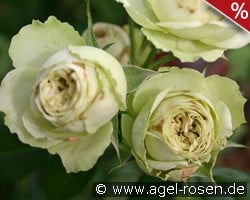 Lovely Green kaufen, click for more details Lovely Green